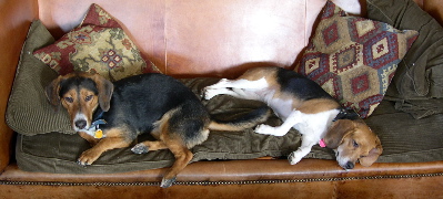Couchbeagles