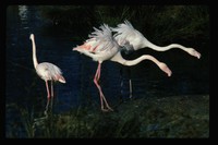 Flamingoes