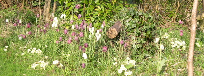 Fritillaries
