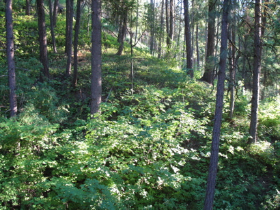 Wenatcheewashington730pm