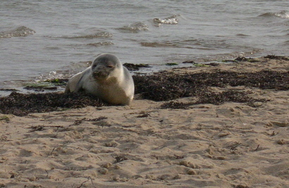 Seal2
