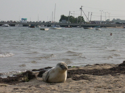 Sealion_1