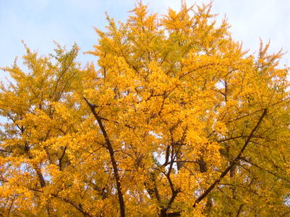 Gingko2