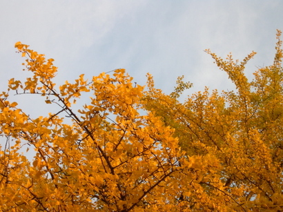 Gingko4