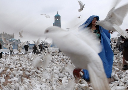 Pigeonsshahmaraiafpgetty