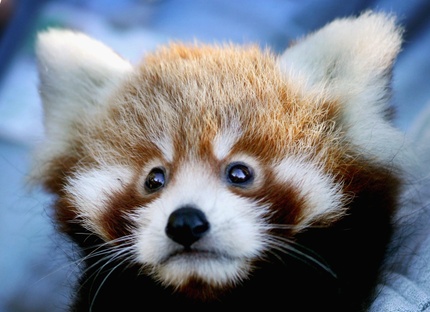 Redpandaianwaldiegetty Redpandaianwaldiegetty