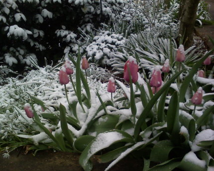 Snowtulips