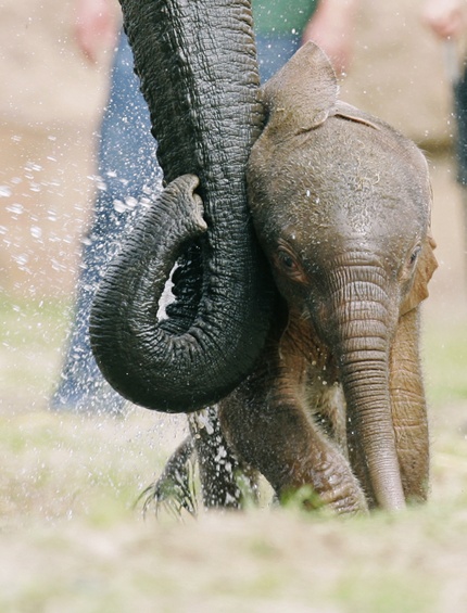 Awwwandreasrentzgetty