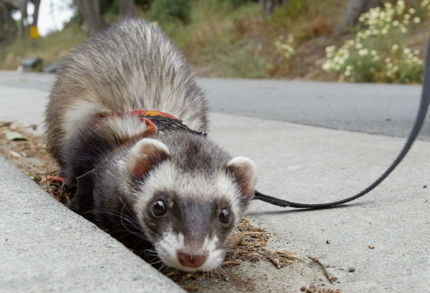 Ferretjustinsullivangetty