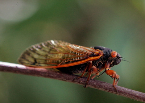 Cicadascottolsongetty