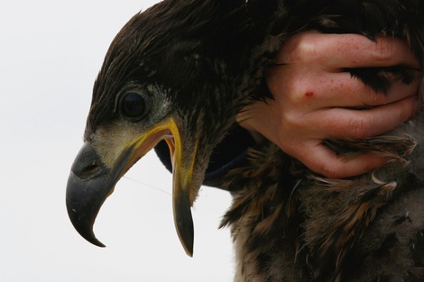 Eaglejeffjmitchellgetty Eaglejeffjmitchellgetty