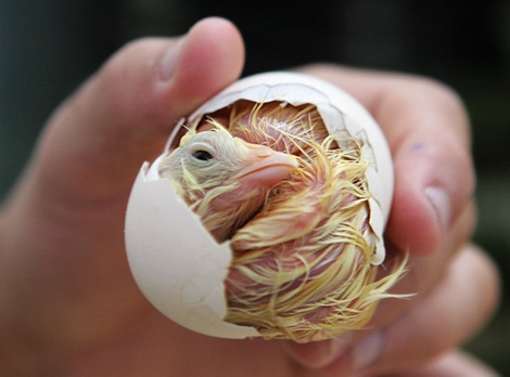 Chickkhaleddesoukiafpgetty Chickkhaleddesoukiafpgetty