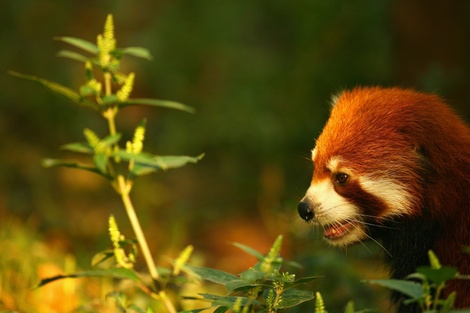 Redpandapaulgilhamgetty_4