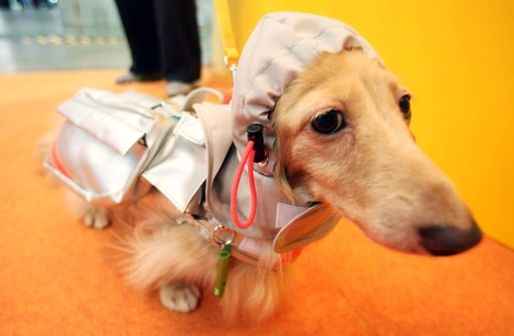 Dachsundjunkokimuragetty