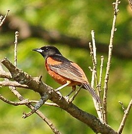 Orchard_oriole Orchard_oriole