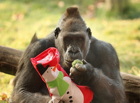Xmasgorillapetermacdiarmidgetty