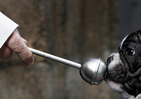 Bulldogjasperjuinengetty Bulldogjasperjuinengetty