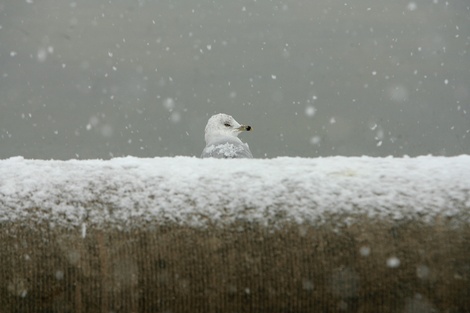 Gullchipsomodevillagetty