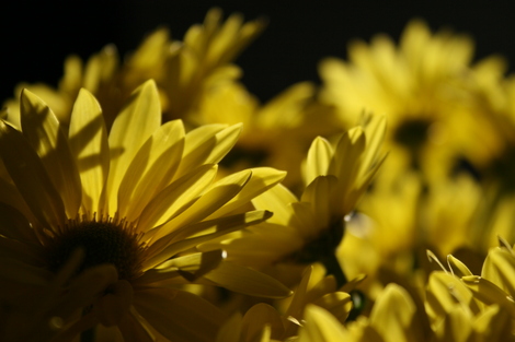 Yellowdaisies Yellowdaisies