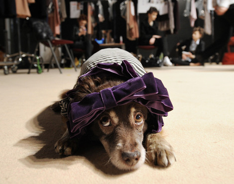 Dogchristophesimongetty