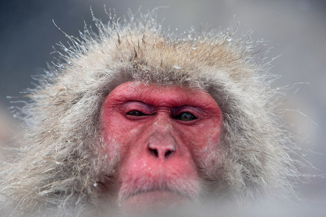 Macaquemonkeykoichikamoshidagetty