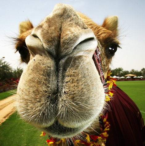 Camelchrisjacksongetty