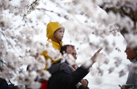 Cherryblossommelissagoldengetty