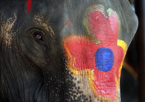 Elephantpaulabronsteingetty