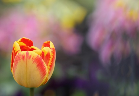 Tulipdankitwoodgetty