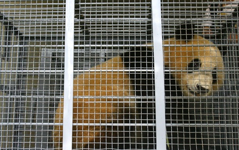 Pandachinaphotosgetty