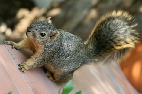 Squirrelgabrielbouysgetty