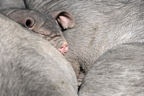 Piggiebarbarasaxgetty