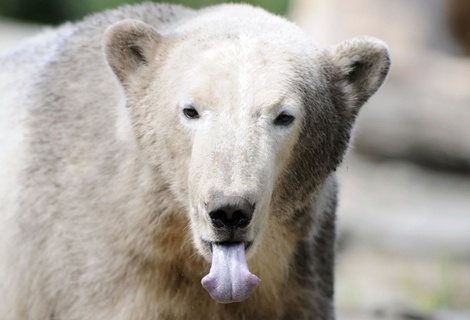 Knutmichaelkappelerafpgetty