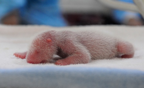 Pandachinaphotosgetty3 Pandachinaphotosgetty3