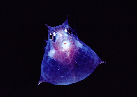 Translucentcowfishnewbert1145302s_2