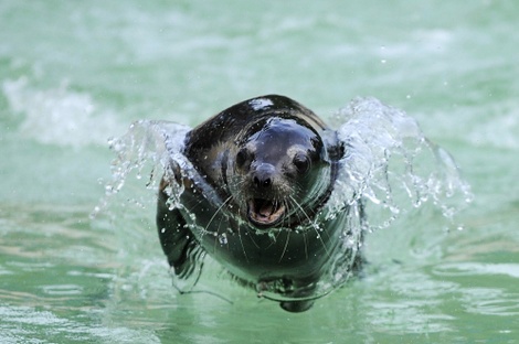 Sealnigeltreblingetty