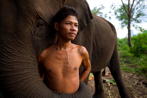 Mahoutpaulabronsteingetty