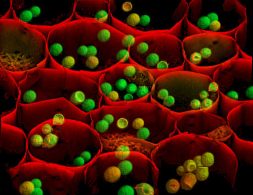 3_nikonsmallworld_461 3_nikonsmallworld_461