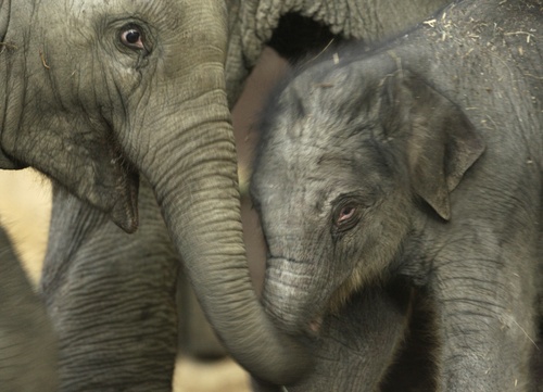 Babarrolandmaguniaafpgetty