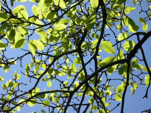 Leaves