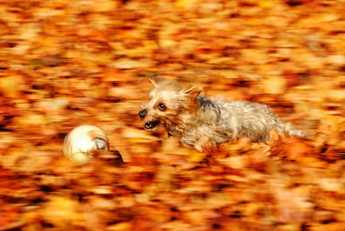 Lokijoergkochafpgetty