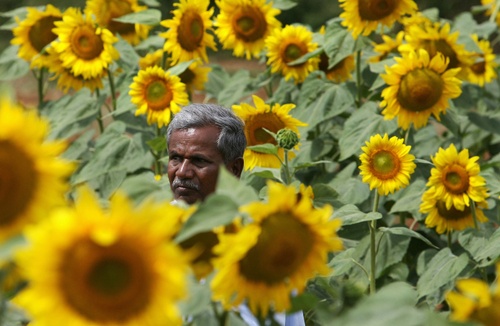 Sunflowerdibyangshusarkarafpgetty