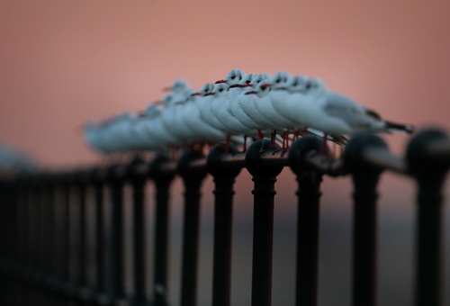 Gullschristopherfurlonggetty