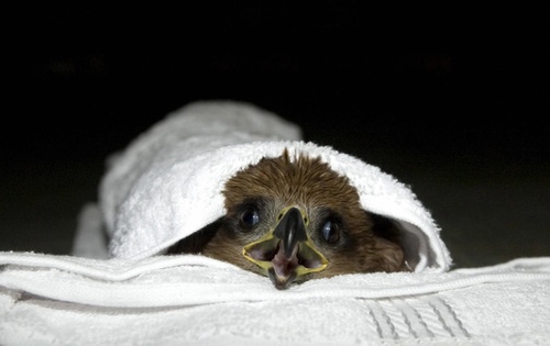 Kitesampanthakyafpgetty