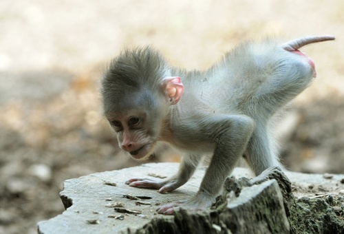 Mandrilltizianafabigetty Mandrilltizianafabigetty