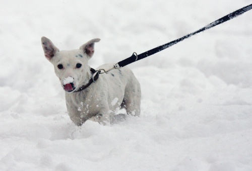 Snowterriercarldesouzaafpgetty