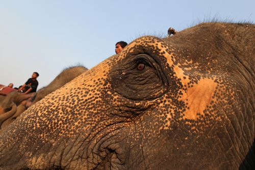 MAHOUTSPaulaBronstein:Getty