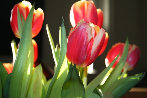 Tuliplight