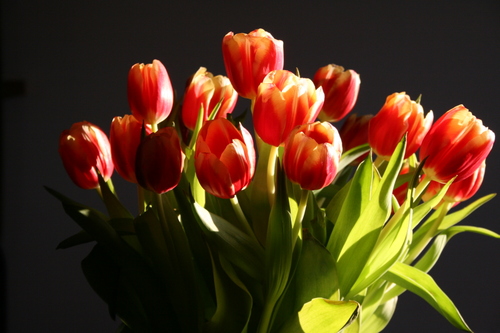 Tulips
