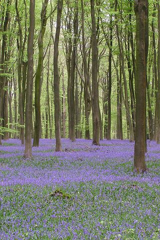 399px-Bluebells_Micheldever_Woods